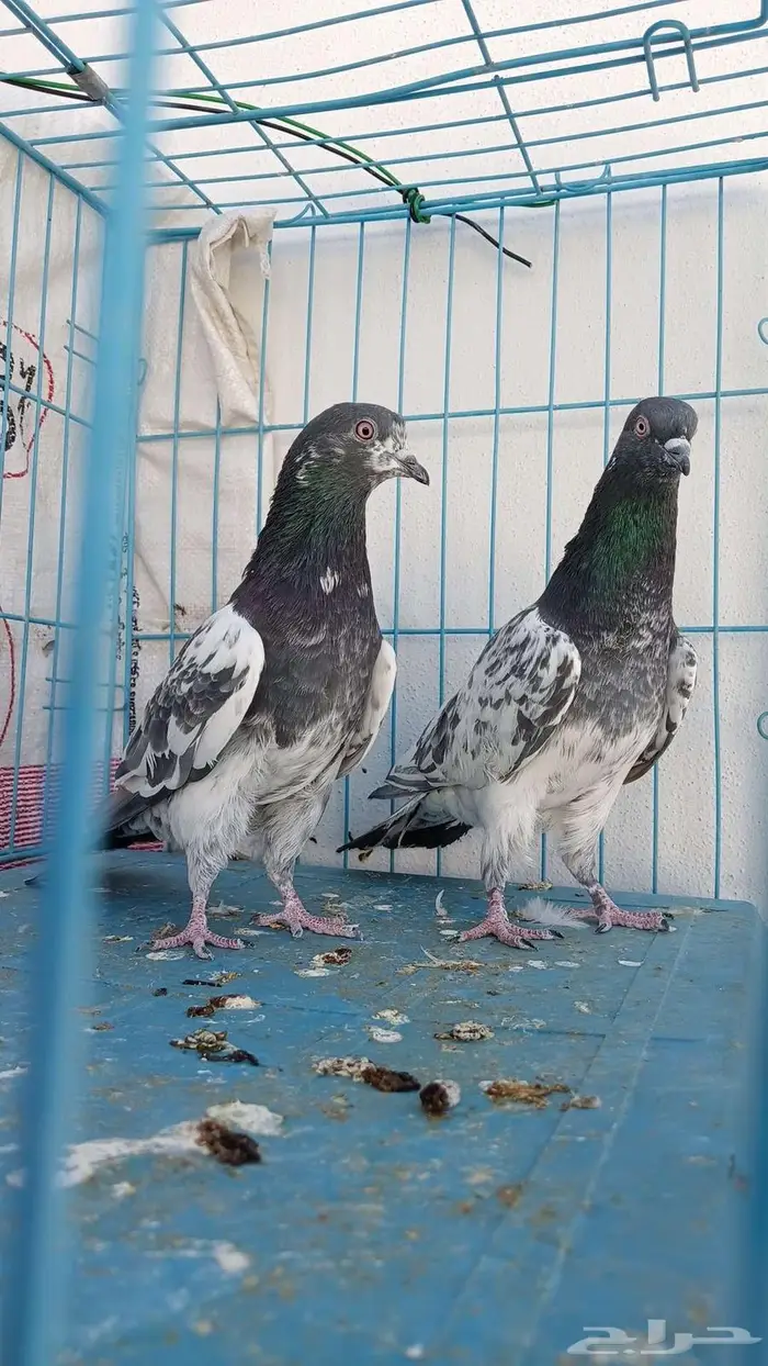 للبيع مجموع حمام ازواج باكستاني 5