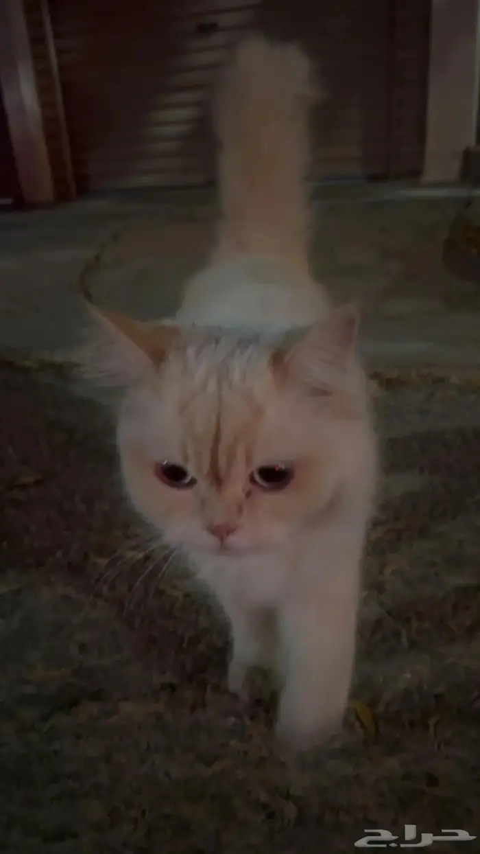 قطة شيرازيه انقاذ 0