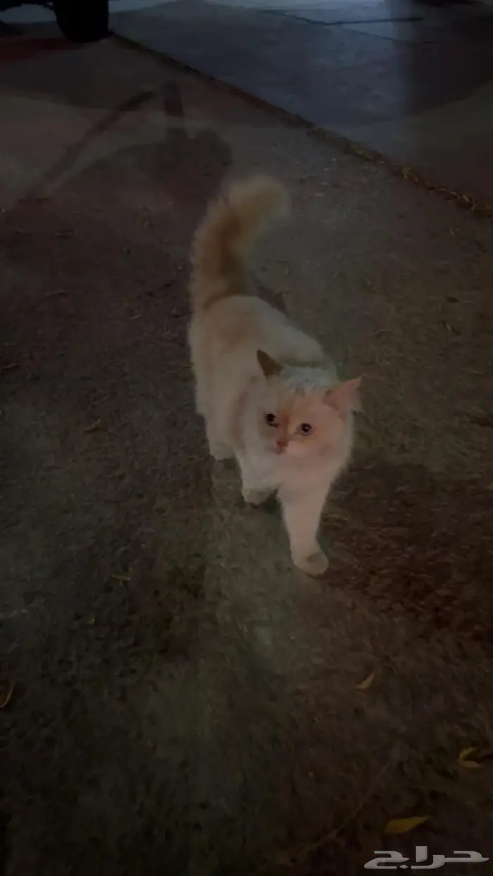 قطة شيرازيه انقاذ 1