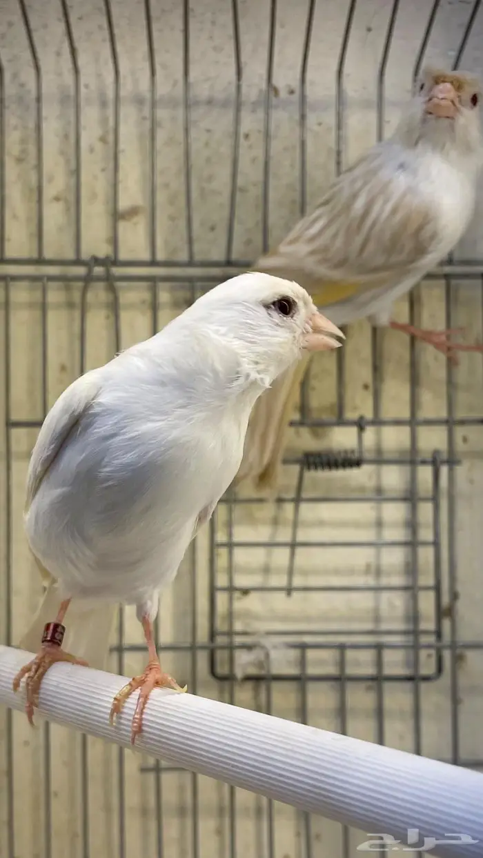 انثتين كناري 0