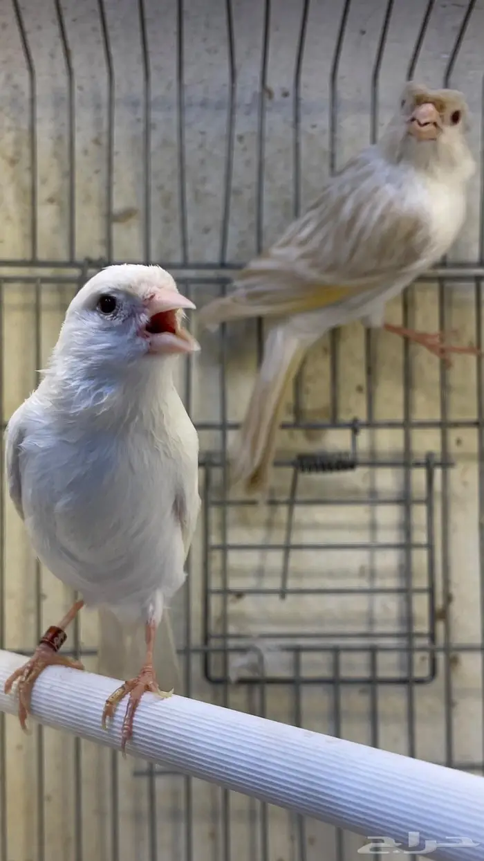 انثتين كناري 3