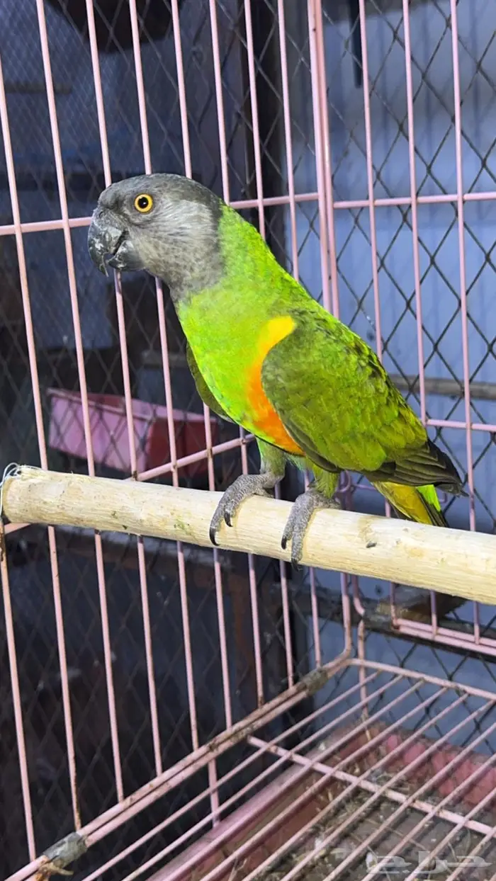 ببغاء سنفالي 0