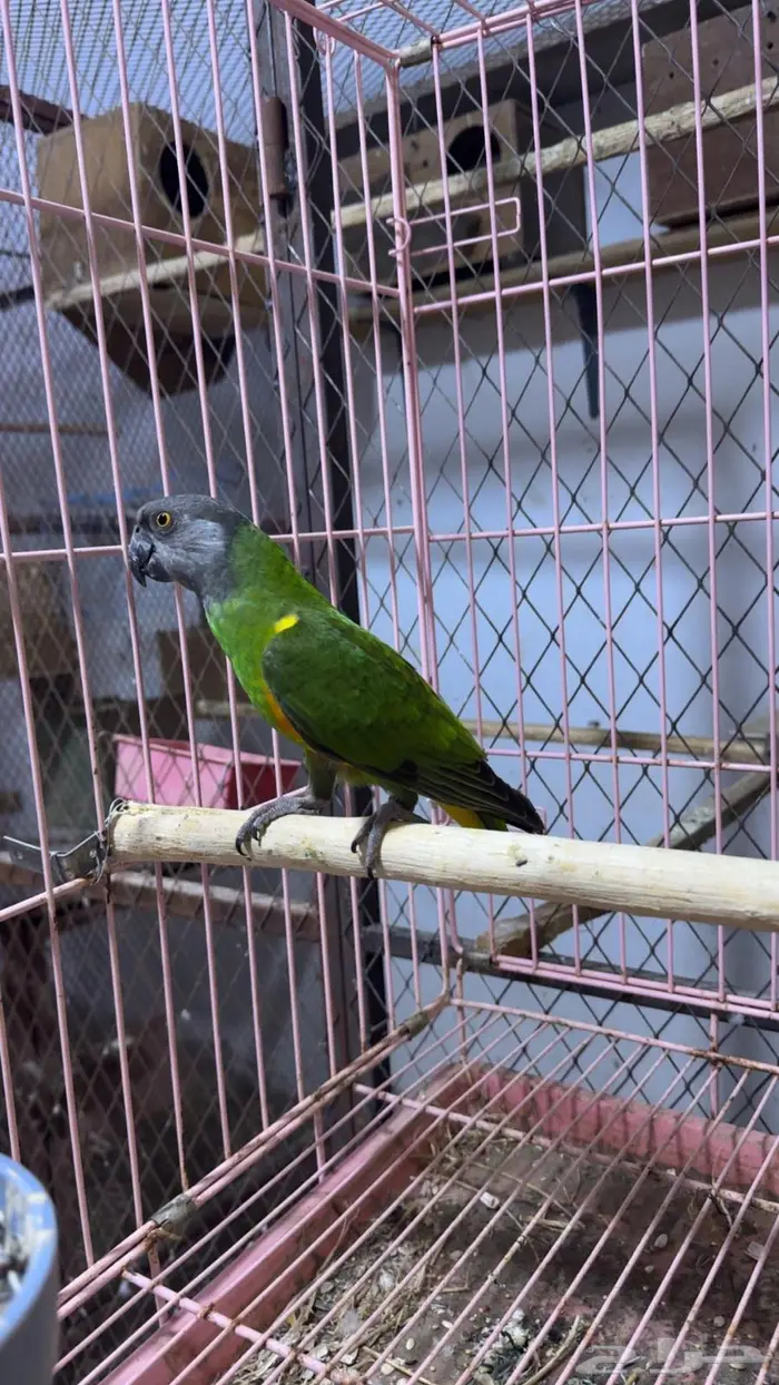 ببغاء سنفالي 6