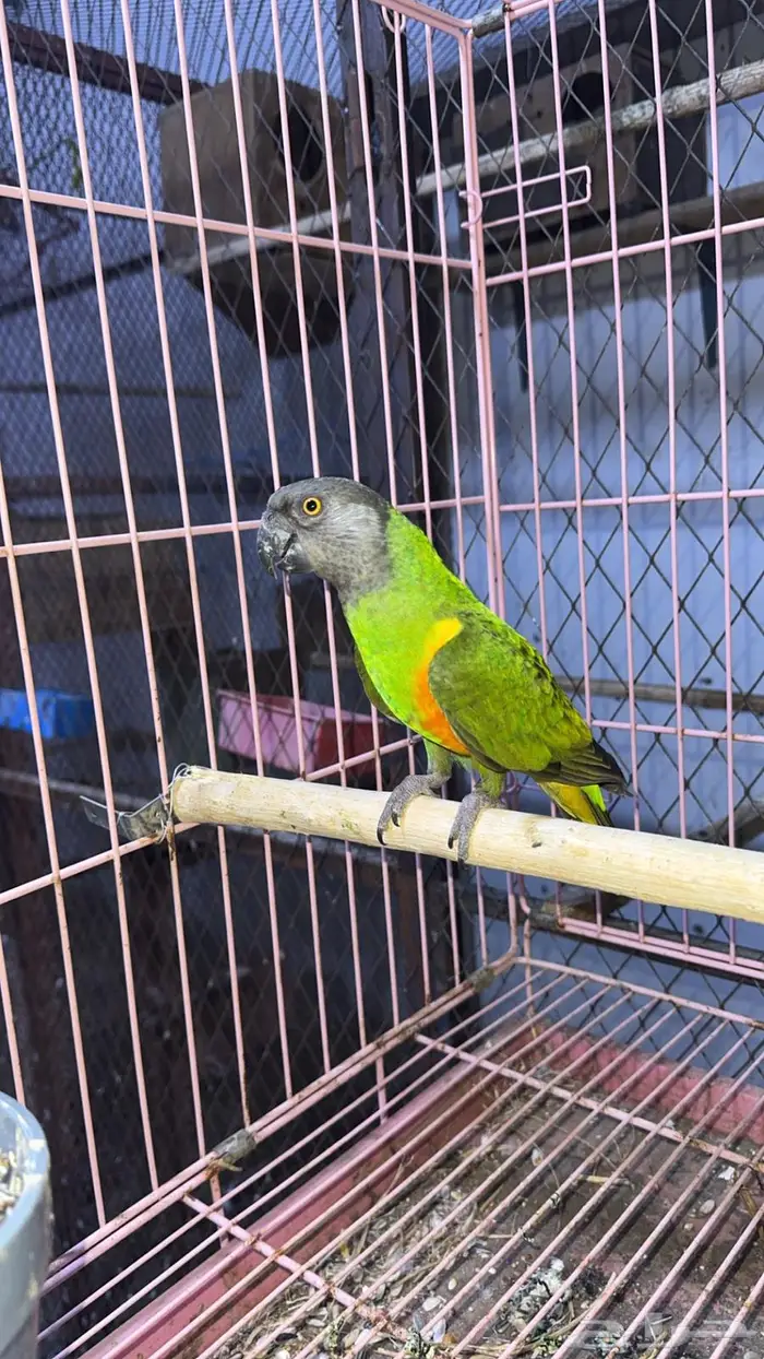 ببغاء سنفالي 1