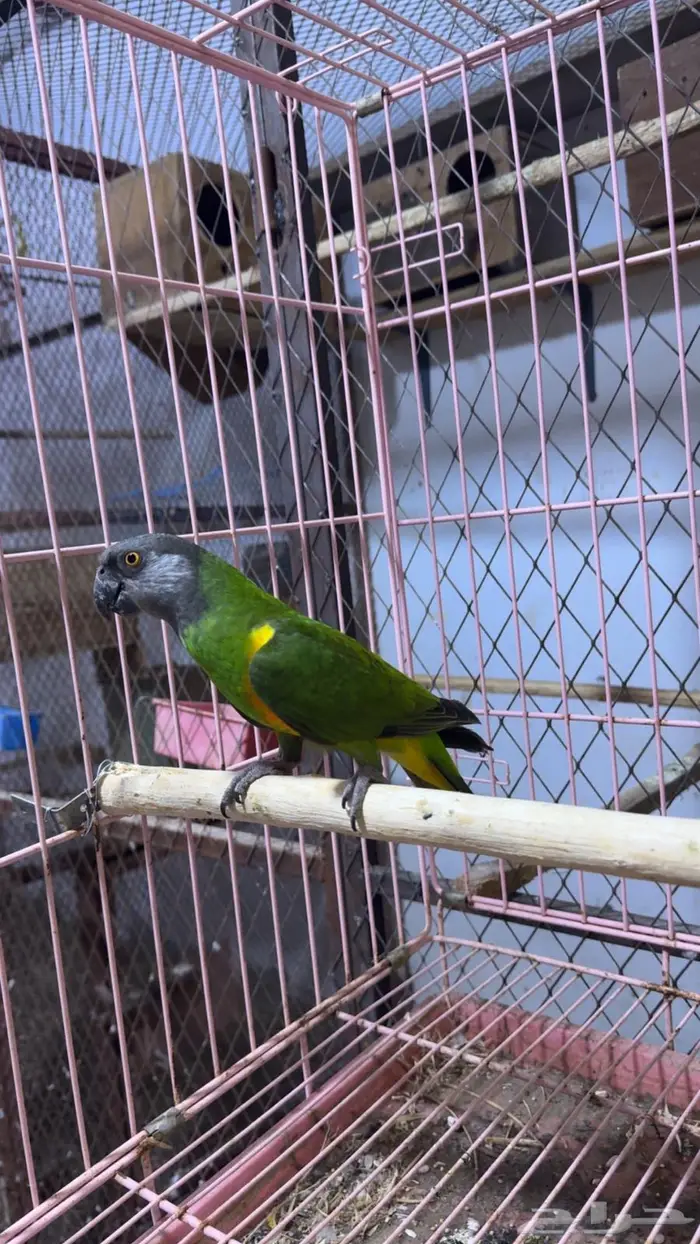 ببغاء سنفالي 2