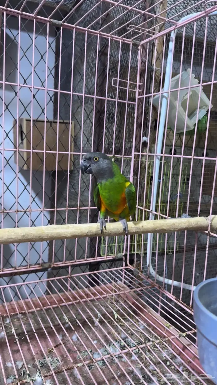 ببغاء سنفالي 7