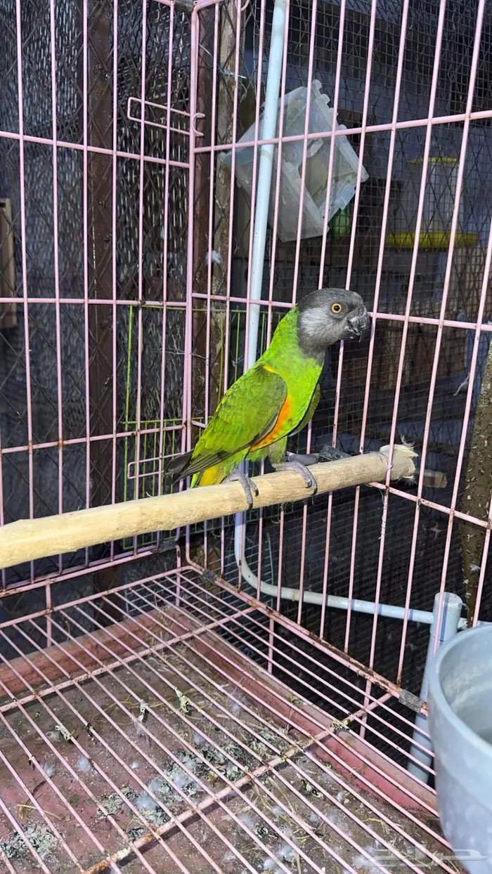 ببغاء سنفالي 3