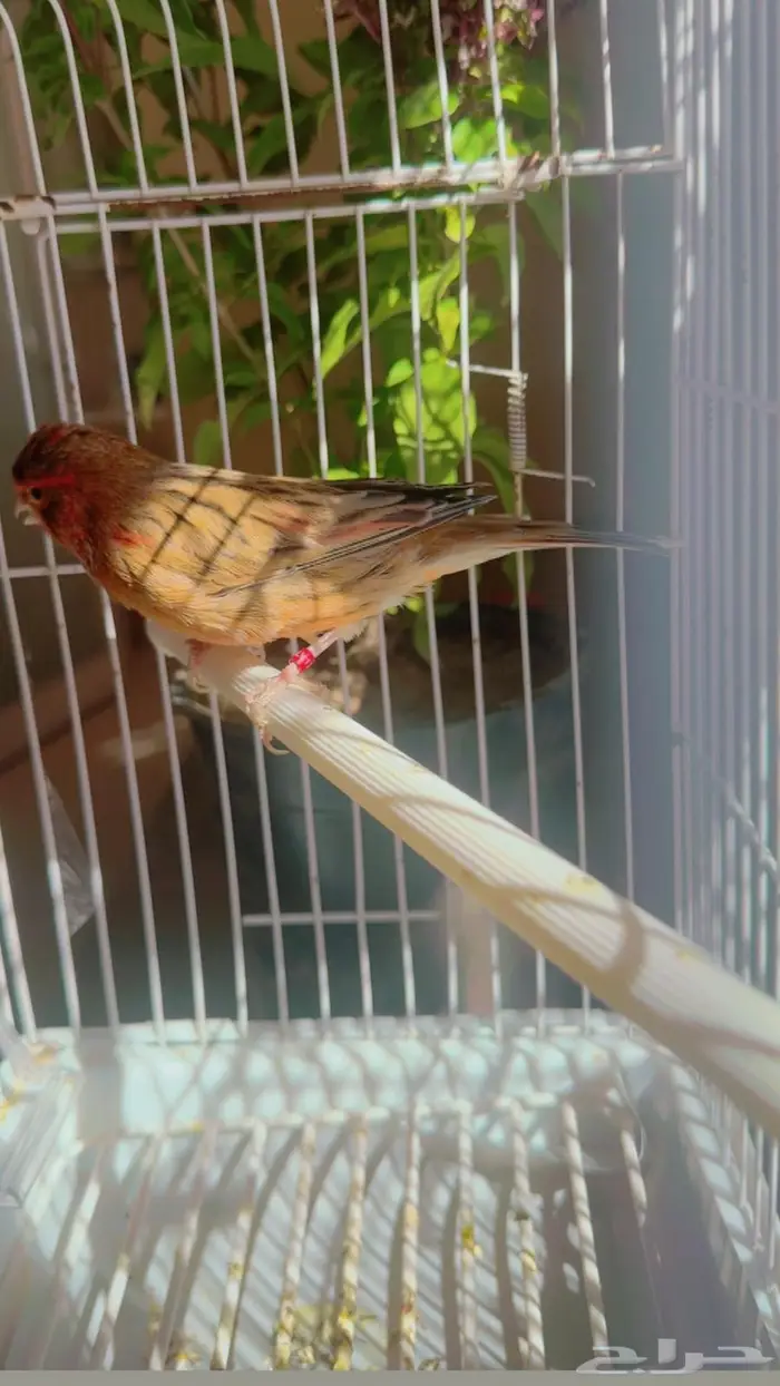 ذكر تغريد نار بدايه سوم 190ريال 2