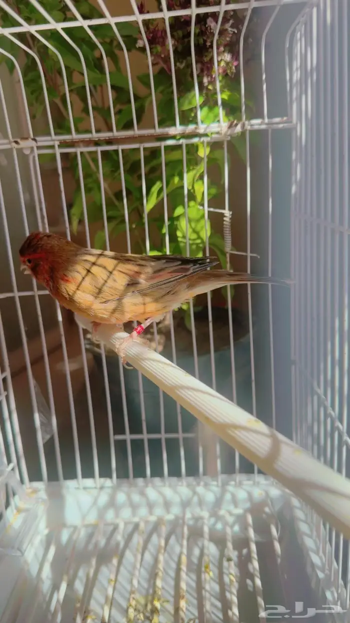 ذكر تغريد نار بدايه سوم 190ريال 1