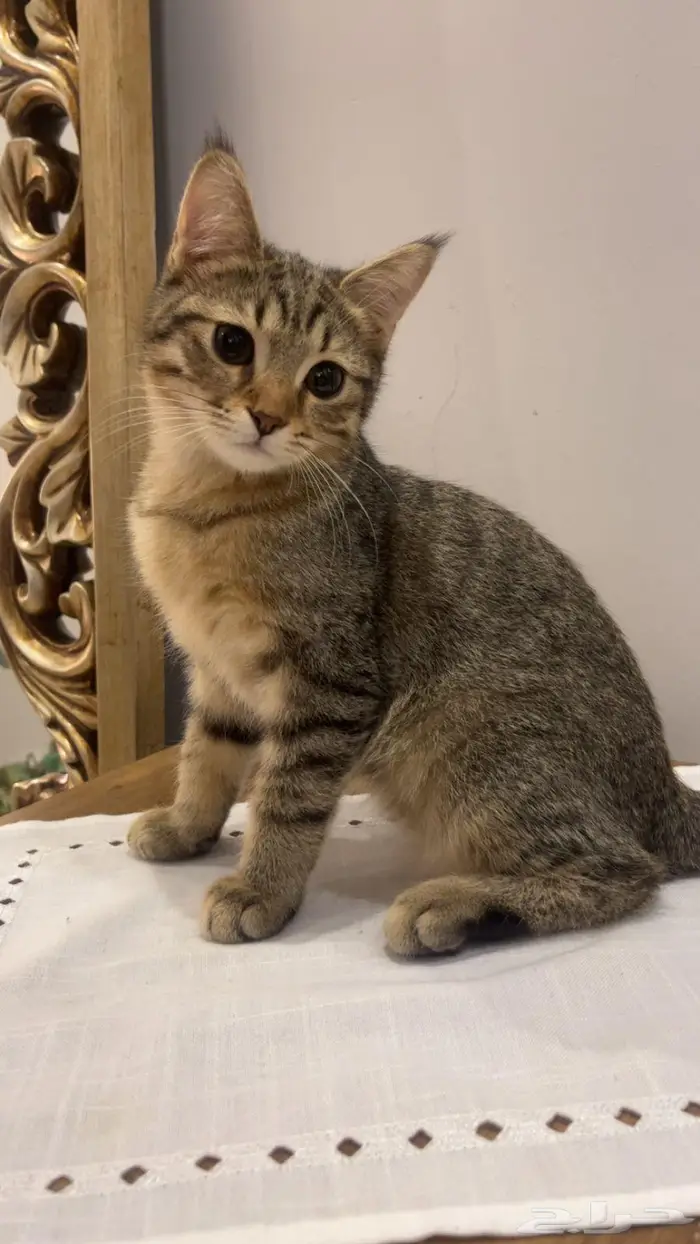 للبيع ذكر سكوتش استريت 1