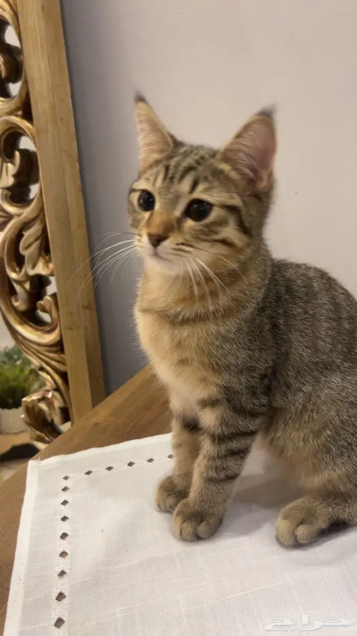 للبيع ذكر سكوتش استريت 2