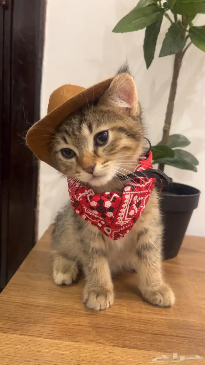 للبيع ذكر سكوتش استريت 4