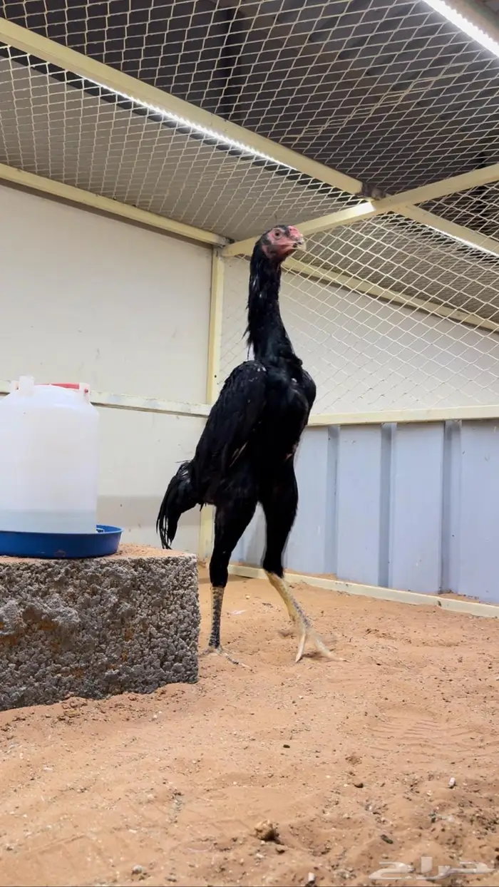 شامو الماني كوبرا 1