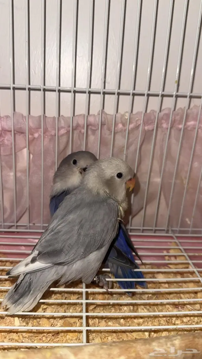 روز للبيع مع ملحقاته ب 500 ريال 0