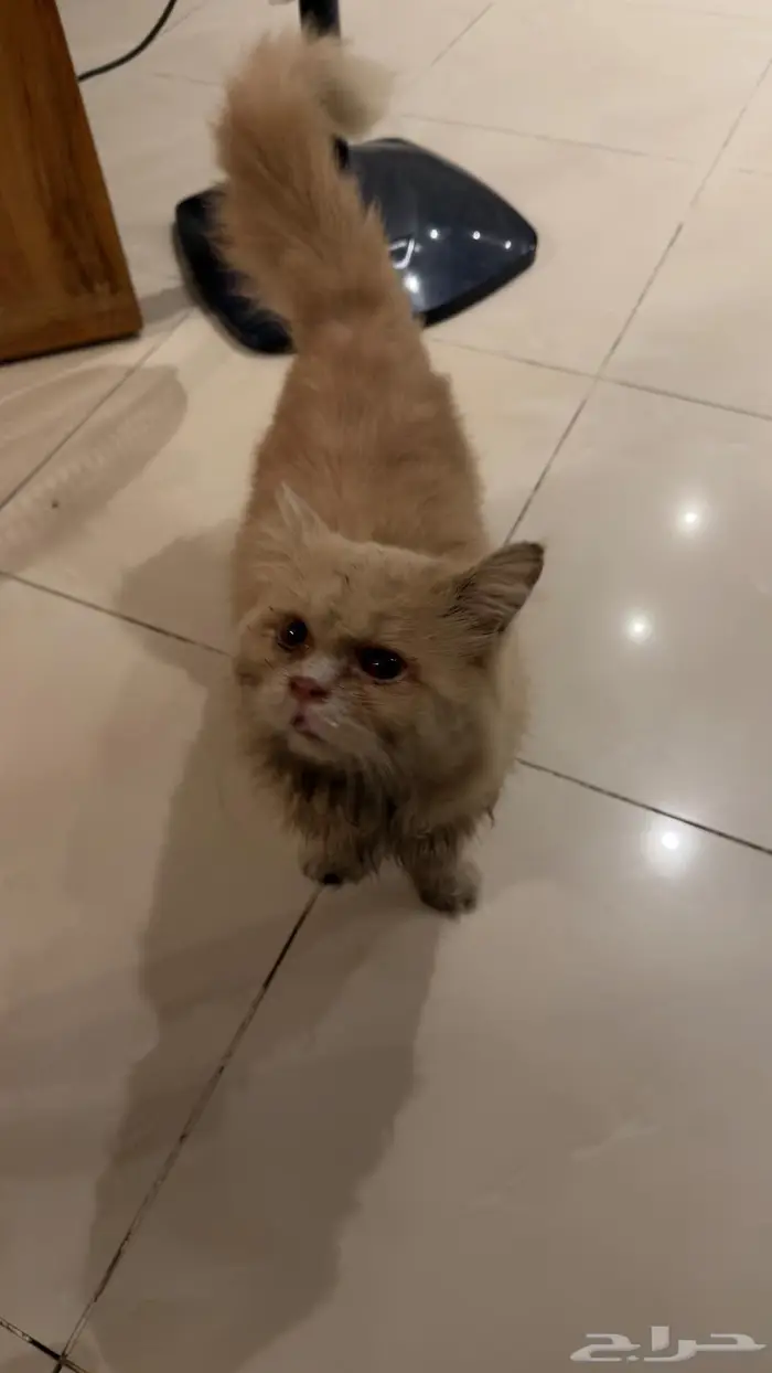 لقيت بسة مفقودة في حي الواحة جنب البنك الاهلي 0