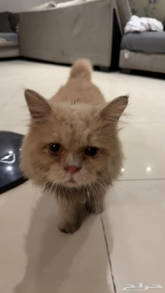 لقيت بسة مفقودة في حي الواحة جنب البنك الاهلي 2