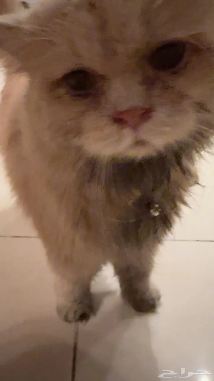 لقيت بسة مفقودة في حي الواحة جنب البنك الاهلي 1