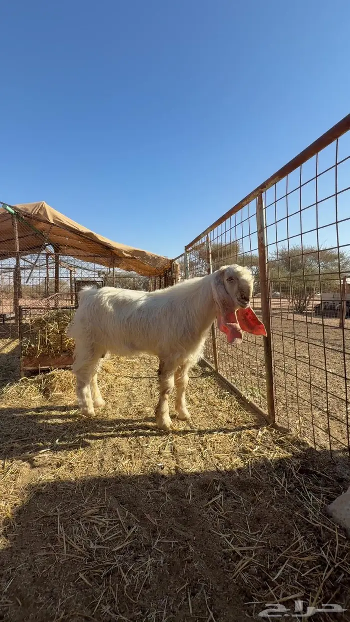 تيس وجفرة هولندية 3