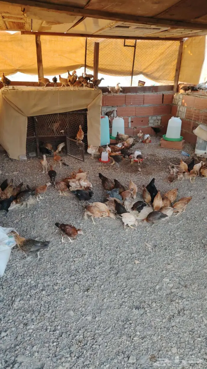 دجاج للبيع 1