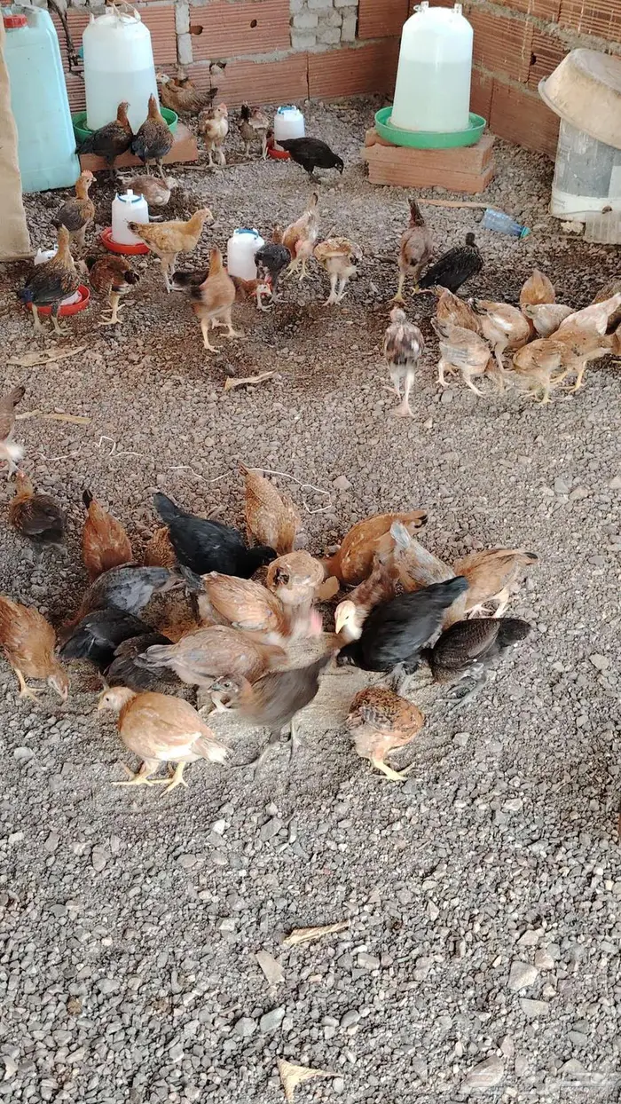 دجاج للبيع 0