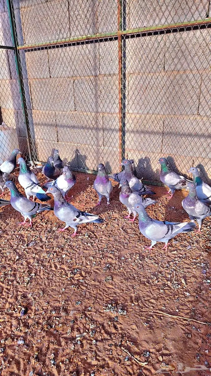 حمام فرنسي سلفر سوبر 0