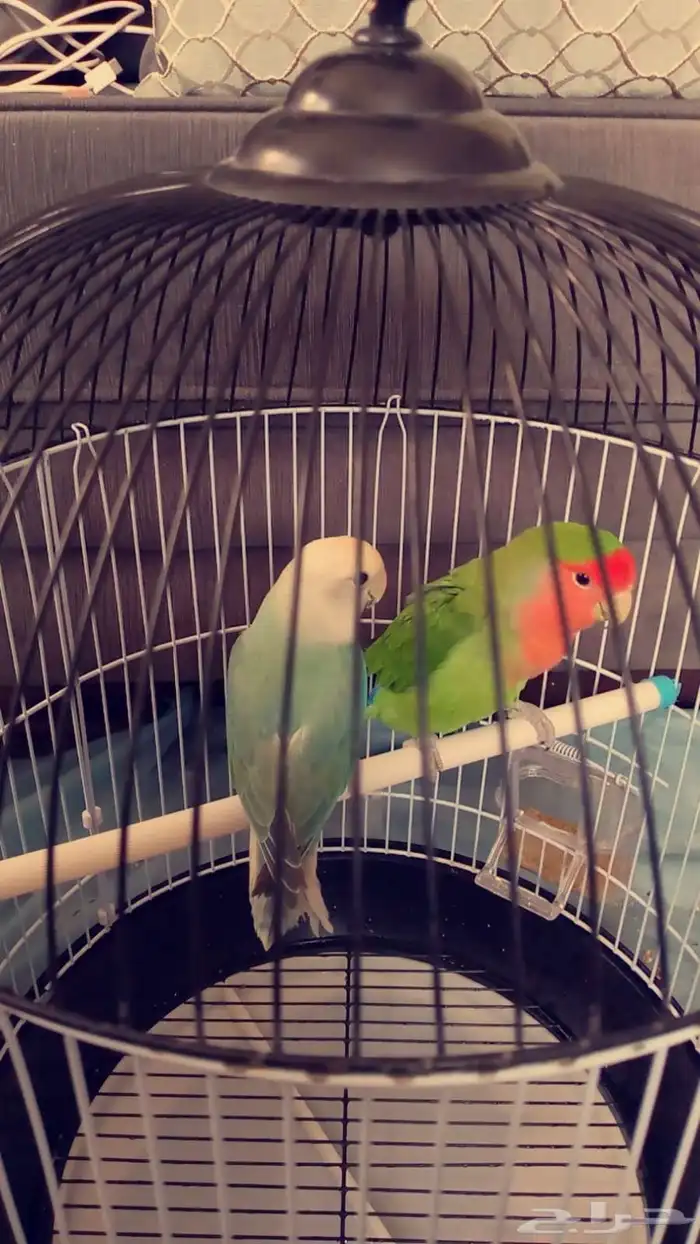 اثنين طير روز للبيع 1