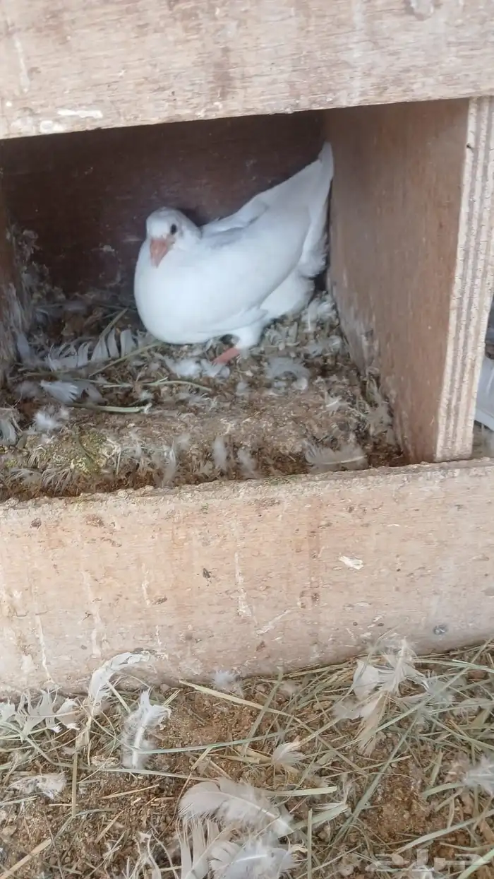 للبيع فروخ حمام فرنسي لاحم 1