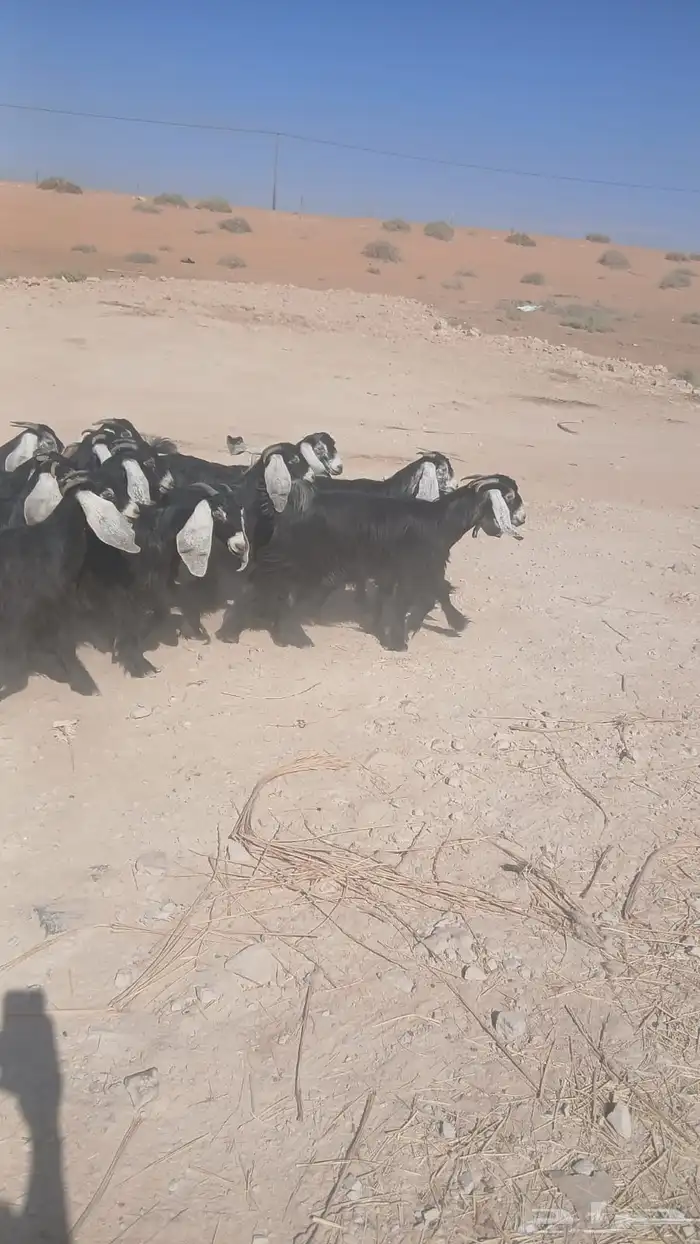 للبيع عوراض معزاء 2