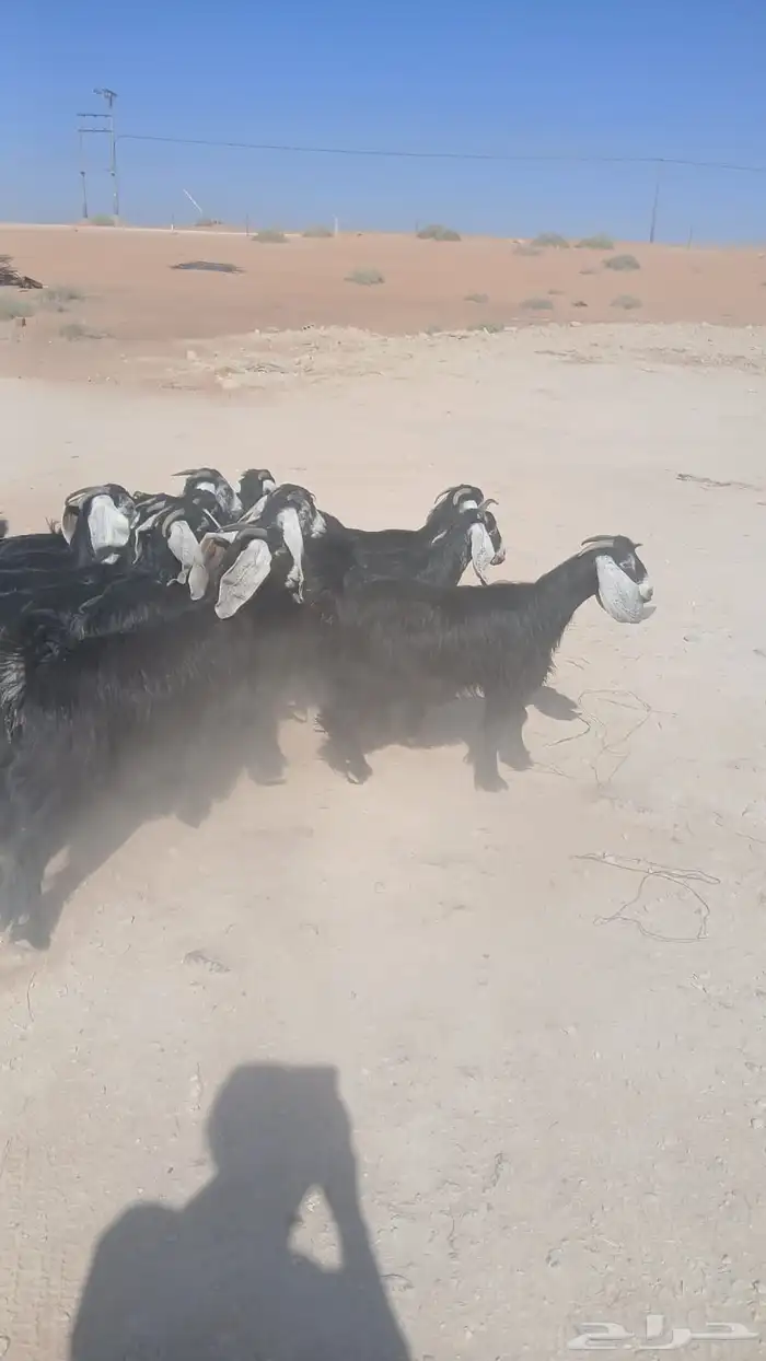 للبيع عوراض معزاء 0