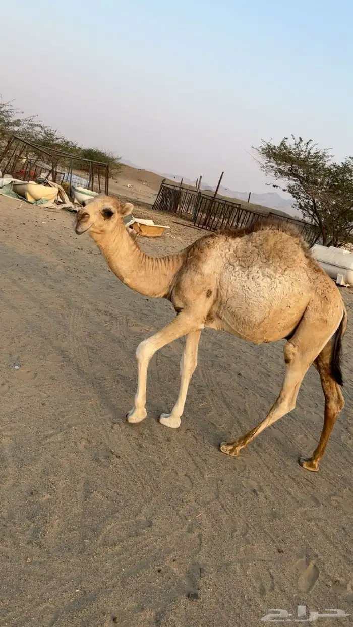 قعدان على السوم 0