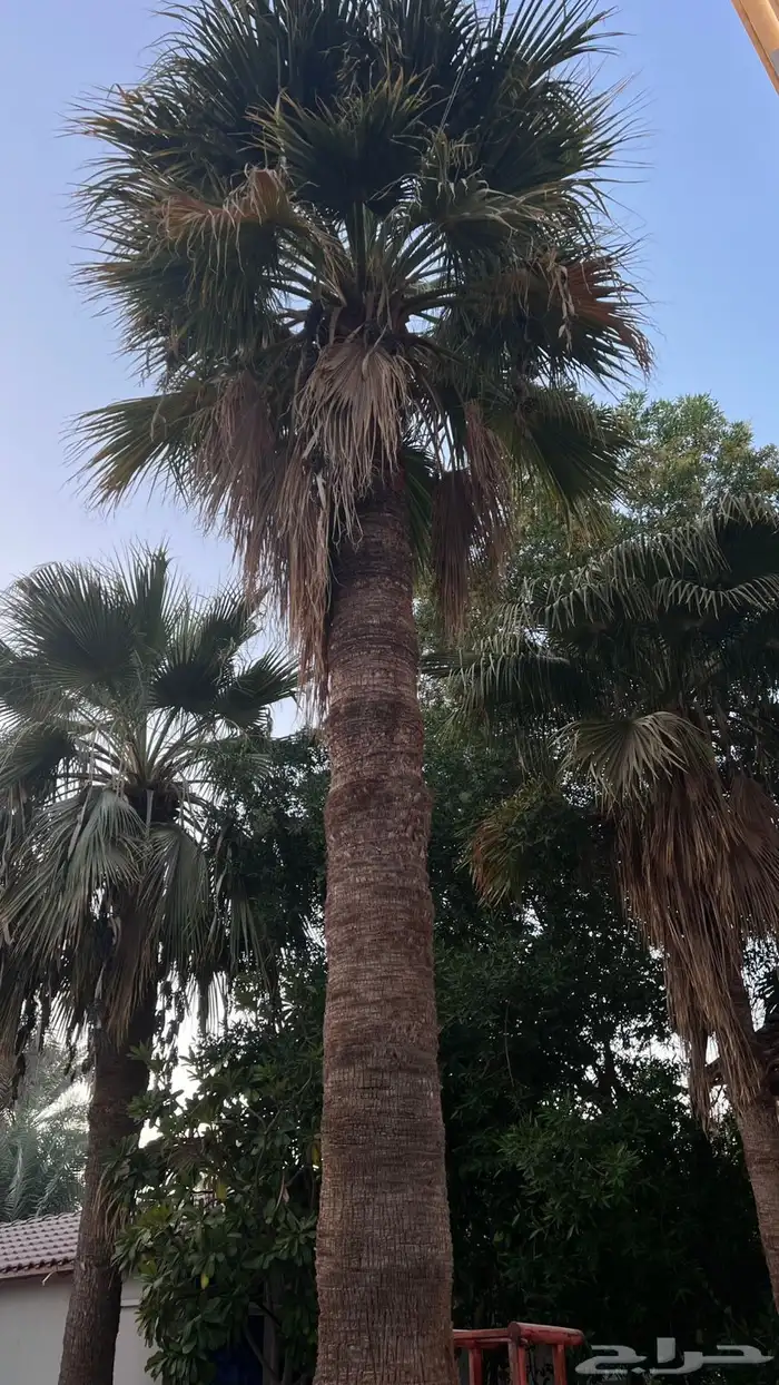 ثلاث نخلات للبيع 1