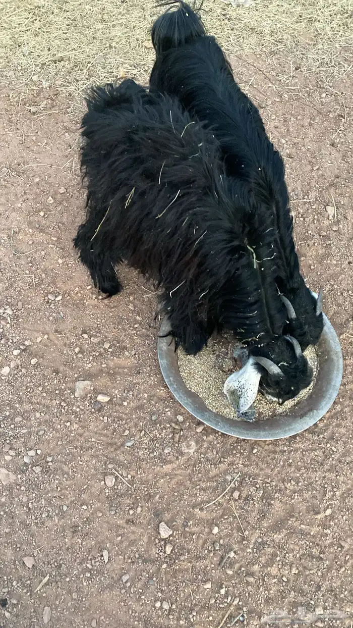 تيس العمر 10 شهور 1