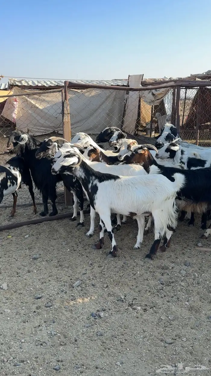 معزا ديره دفيع مراح واحد ونظافه شرط بفحلها 0