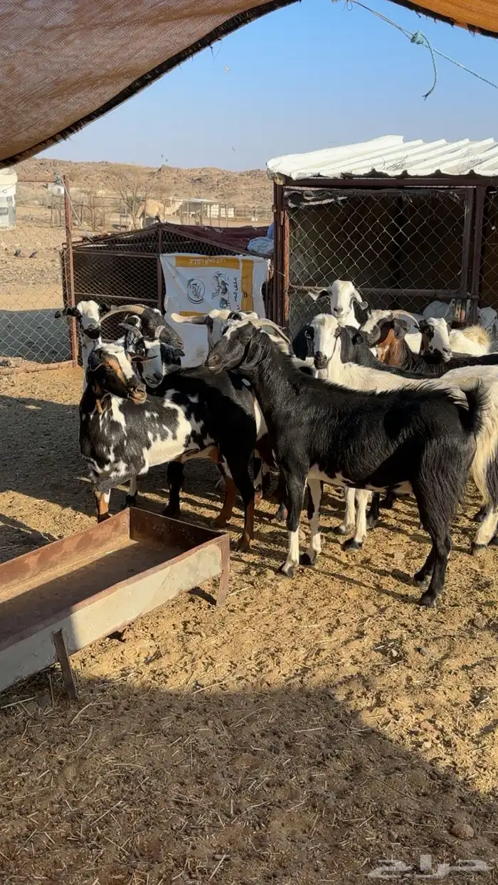 معزا ديره دفيع مراح واحد ونظافه شرط بفحلها 1