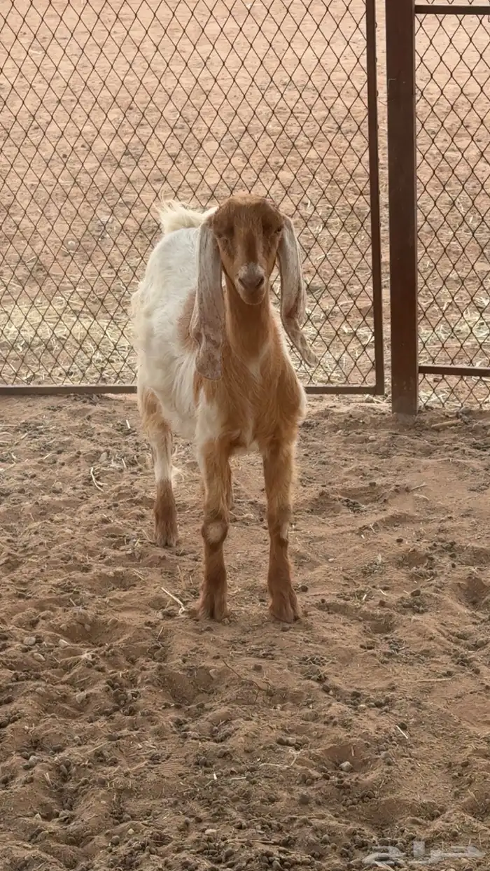 جفره عارضيه مشروكه تم البيع 0