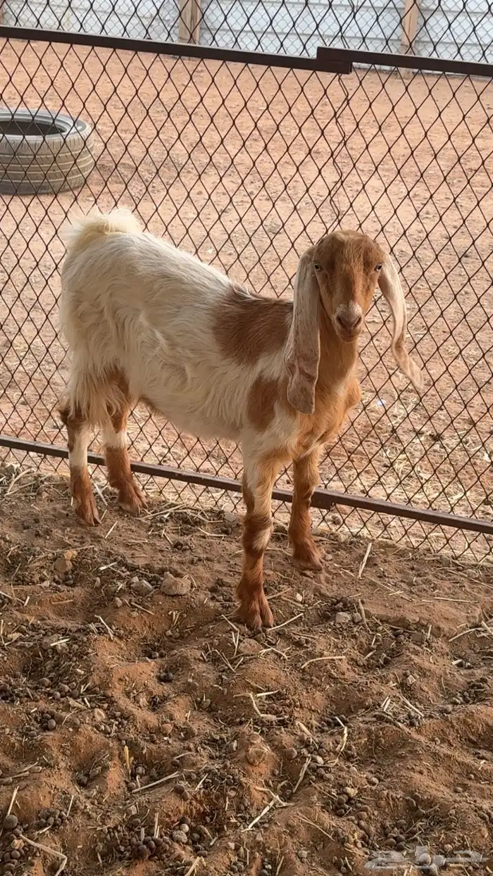 جفره عارضيه مشروكه تم البيع 1