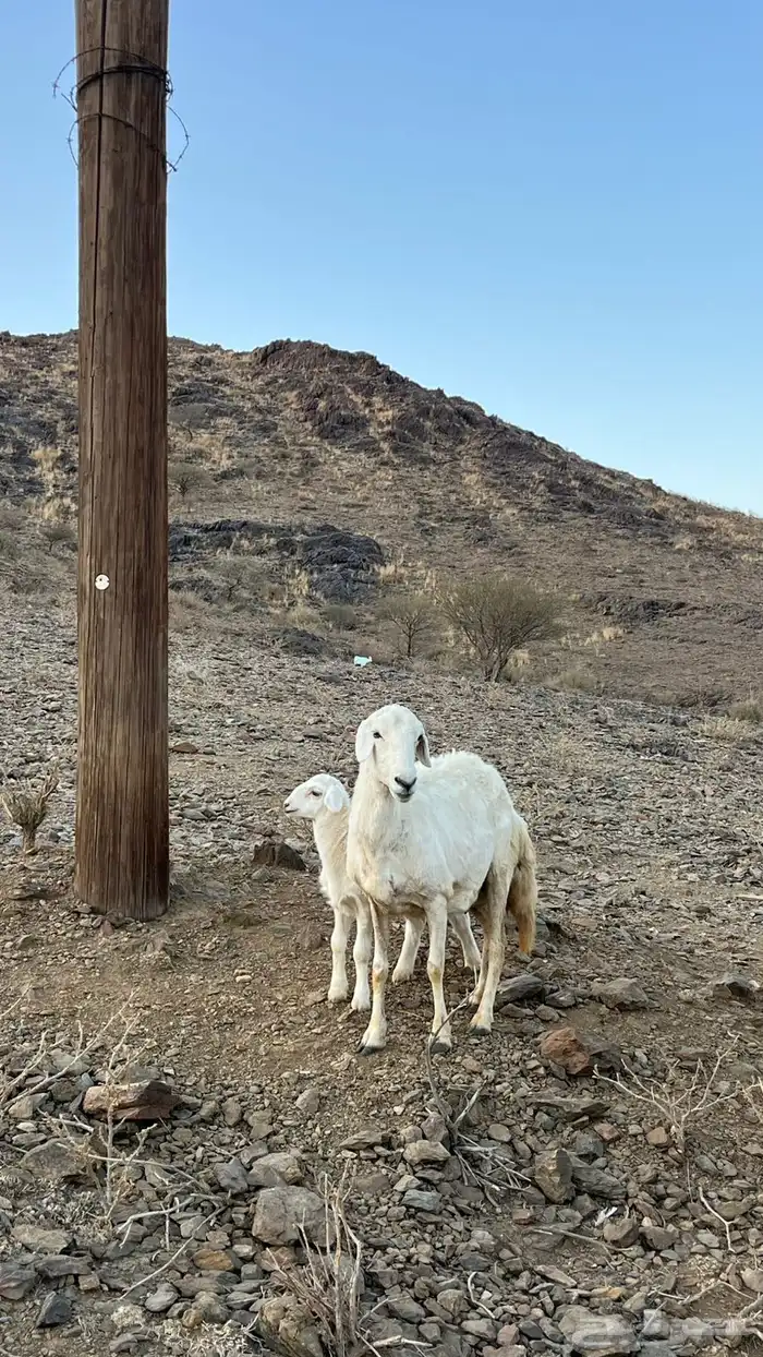 للبيع ضأن حرى تحتها رخال 8