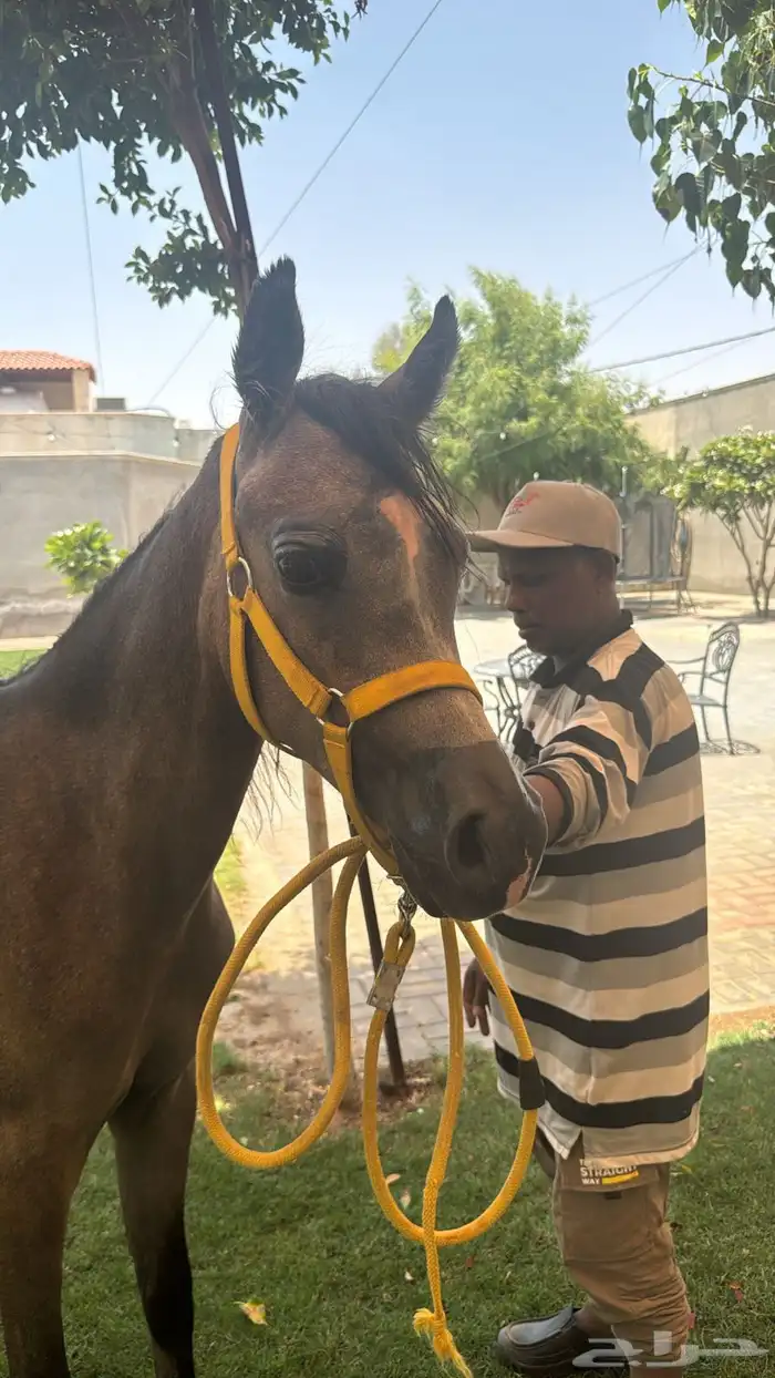 مهر شعبي العمر سنه وسبع شهور 0