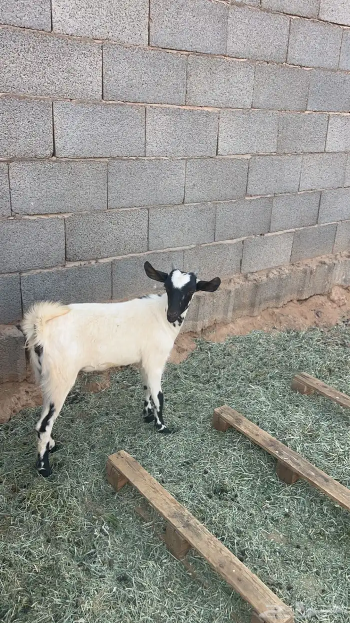 للبيع -جفرة زبدة لثلاجة 0