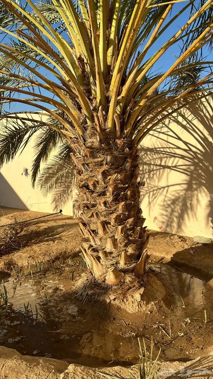 نخله للبيع النوع سلج 1