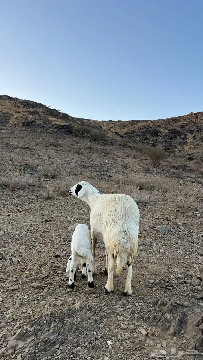 للبيع ضأن حرى تحتها رخال 2