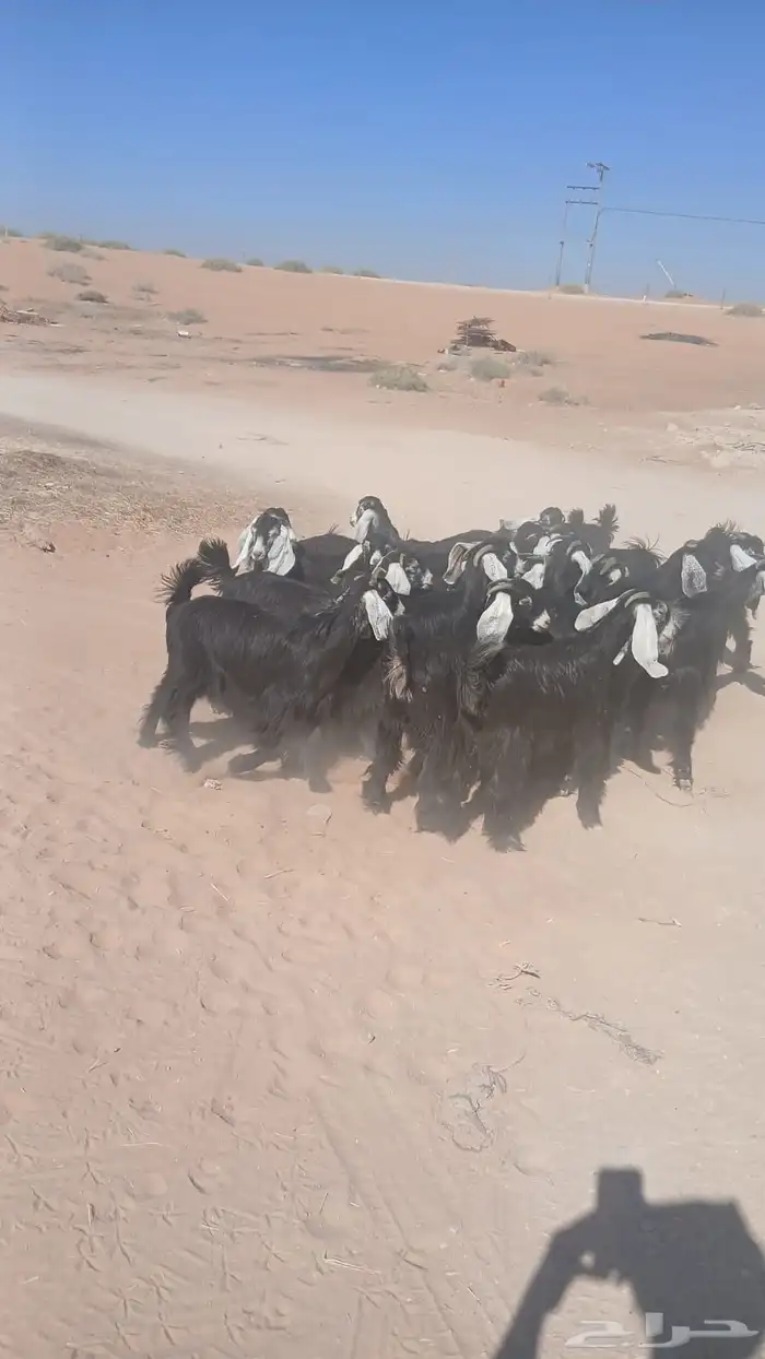 للبيع عوراض معزاء 1