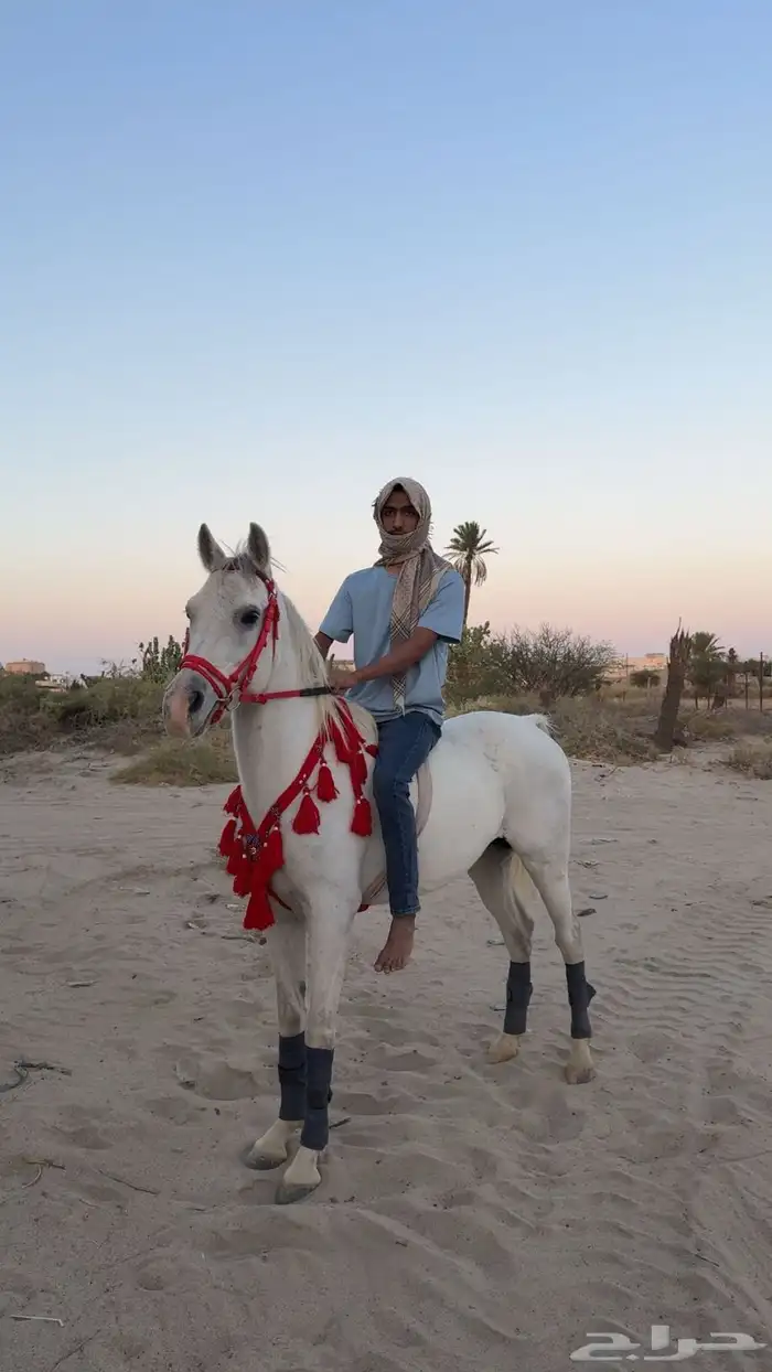 حصان كفو للبيع 0