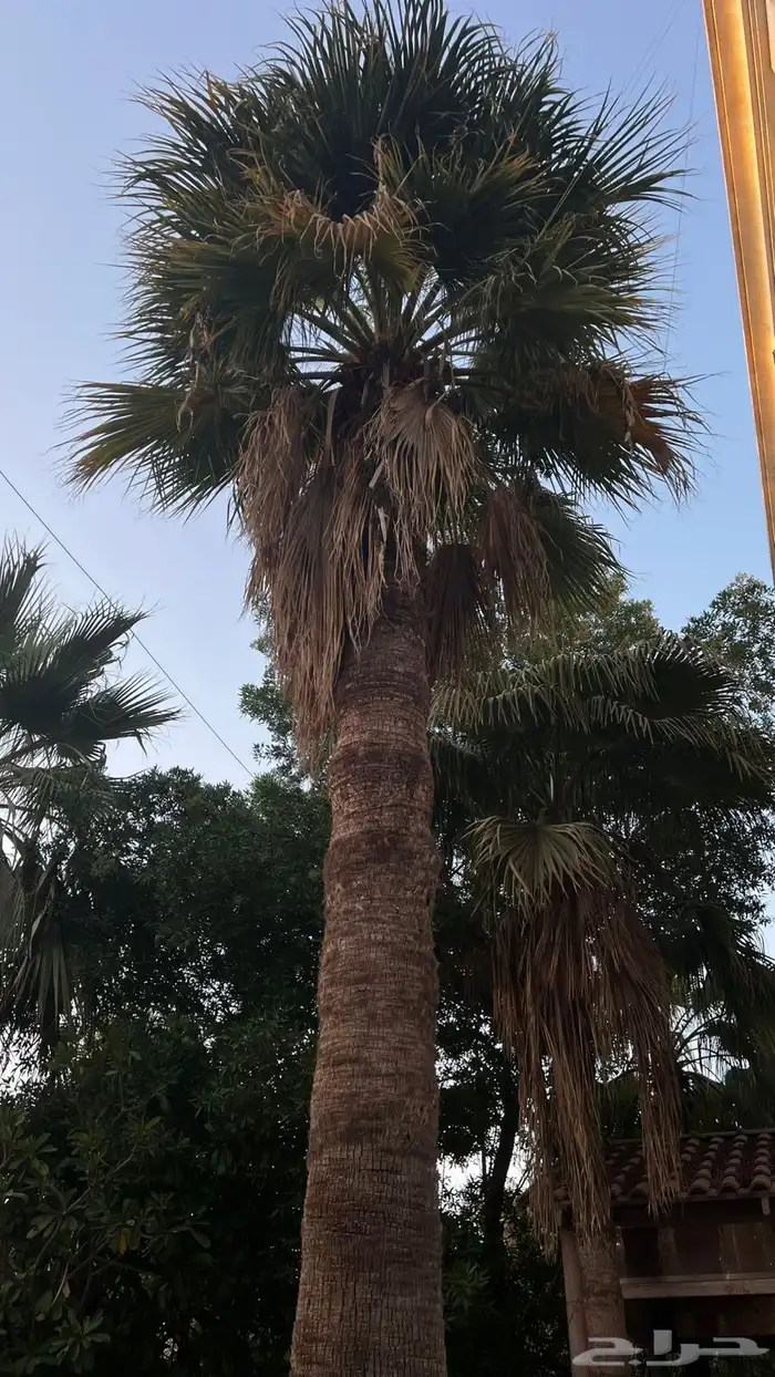 ثلاث نخلات للبيع 0