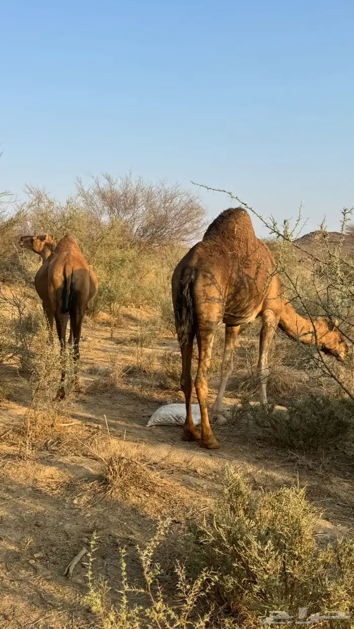 نياق سواحل لقح 3