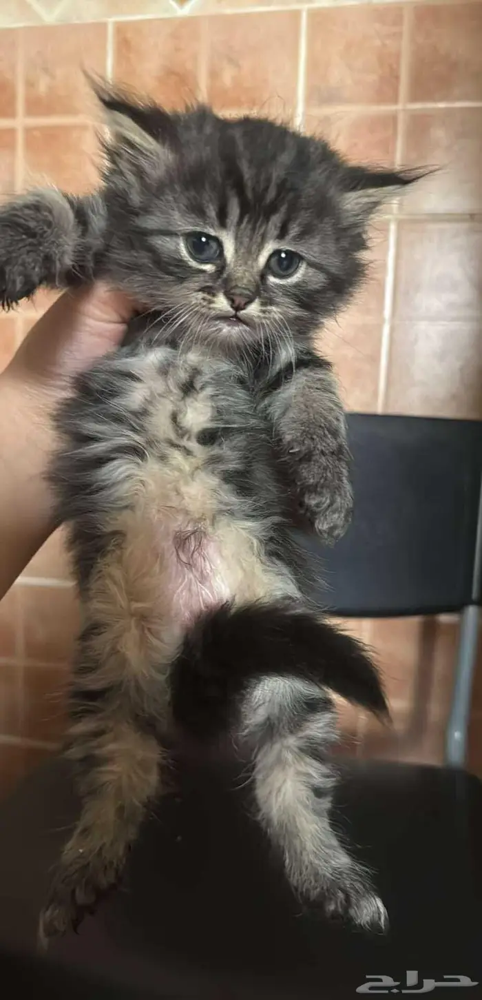 كيتن للبيع 0