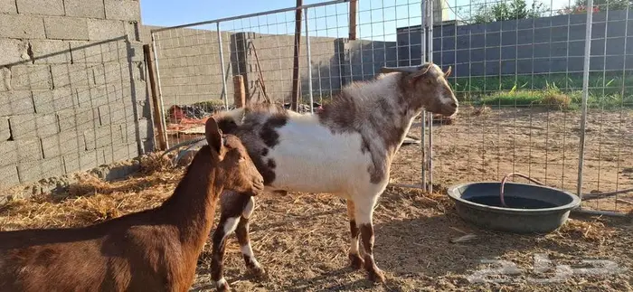 تيس فحل جنوبي 0