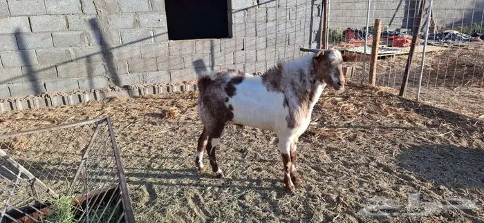 تيس فحل جنوبي 1