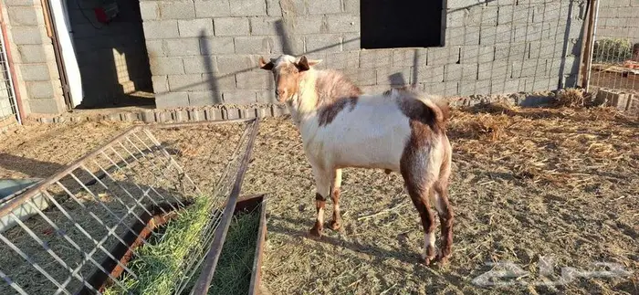 تيس فحل جنوبي 2