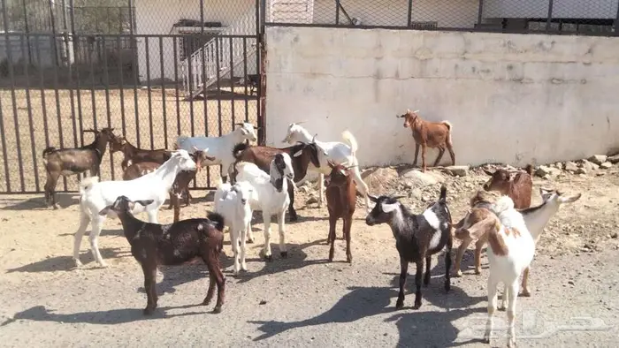 للبيع  15 تيس جبلي (حق سرحة) 2